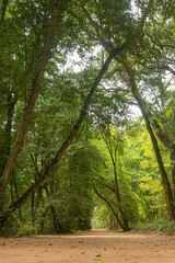 Obraz premium Woods of Rainha D. Leonor , in Caldas da Rainha - Portugal, borders the Parque D. Carlos I and is characterized by its biodiversity and beauty