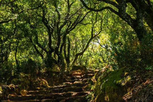 Way to the cross, via crucis, trail on ancient forest of Bussaco, in Luso, Mealhada, Aveiro in Portugal. © anammarques