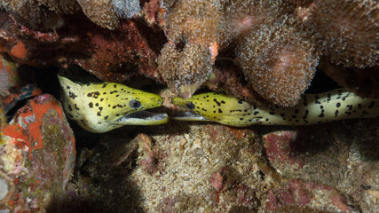 Fimbriated morays facing each other (Mergui archipelago, Myanmar)