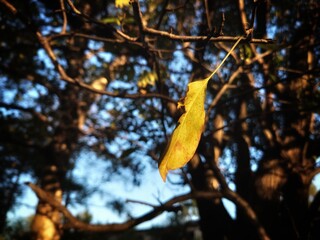 Autumn yellow leaf among green foliage. Early Autumn. A single dried leaf on a branch at fall. Colorful autumn leaf hanging on a tree branch.