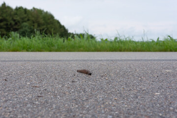 Nacktschnecke auf Strasse