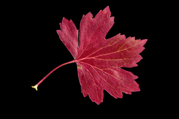 Bright red autumn colorful currant leaf on black isolated background close up