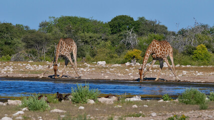Two angolan giraffes (giraffa camelopardalis angolensis, namibian giraffe) drinking water with spread legs at Namutoni waterhole in Kalahari desert, Etosha National Park, Namibia, Africa. - obrazy, fototapety, plakaty