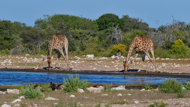 Two angolan giraffes (giraffa camelopardalis angolensis, namibian giraffe) drinking water with spread legs at Namutoni waterhole in Kalahari desert, Etosha National Park, Namibia, Africa.