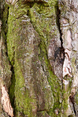 Obraz premium pine bark covered with moss