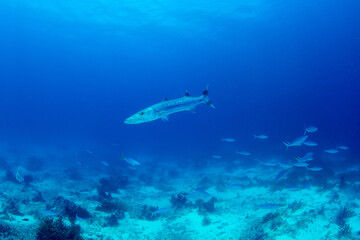 Great barracuda swimming leisurely