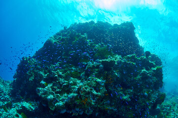 Naklejka na ściany i meble Large coral roots on the atoll