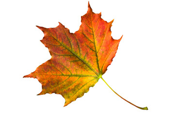 Bright red, lilac, yellow, autumn colorful maple leaf on white isolated background close up