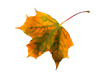 Bright yellow, autumn colorful maple leaf on white isolated background close up