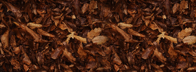 Fototapeta premium Banner autumn background, old leaves, selective blurred background