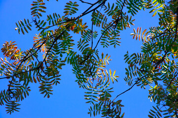 Bright colorful branches of rowan with autumn leaves on a blue sky background