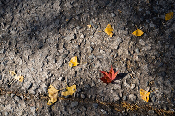 fallen leaves
