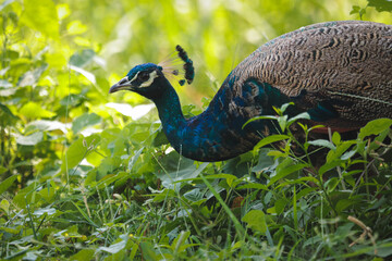 Peacock - peafowl with open tail, beautiful representative exemplar of male peacock in great...