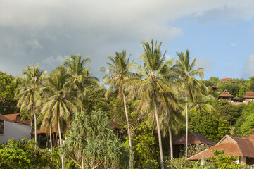 Fototapeta na wymiar palm trees in in Koh Lanta, Thailand