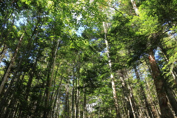 初秋の北八ヶ岳の森　シラビソ、コメツガ、苔のある風景