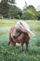 Poney marron de profil