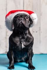 french bulldog dog, with santa claus hat