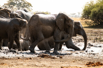 elephants enjoying the water