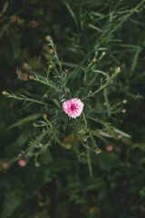 Fleur rose vue du dessus (bleuet rose)