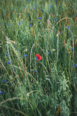 Coquelicot rouge, seul au milieu de grandes herbes