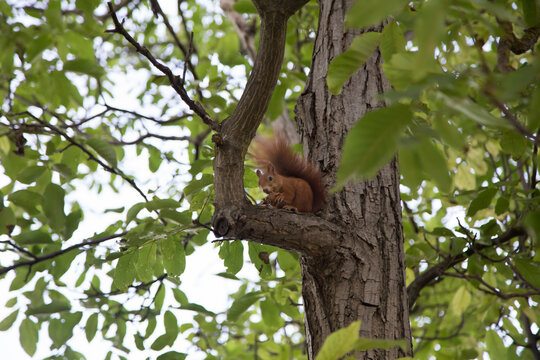 Red squirrel eats a walnut on a tree.