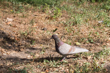 A lone pigeon in a field with dried grass.