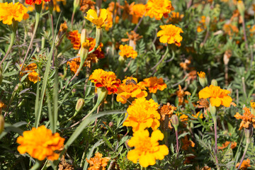Orange flower of calendula with a bee.