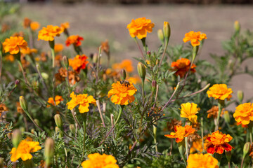 Orange flower of calendula with a bee.