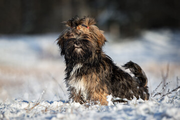 brown lhasa apso puppy sitting in the snow in winter