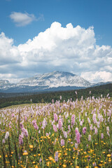 Grand veymont et fleurs roses en avant plan