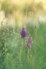 Anacamptis pyramidalis, orchidée pyramidale, fleur violette dans le Vercors