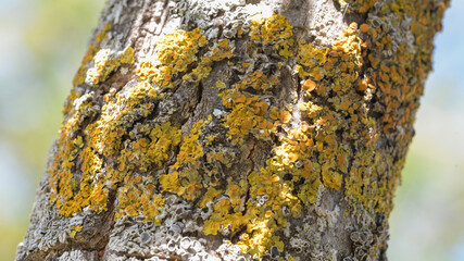 Detail and textures moss and tree bark