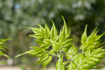 Fern green leaves