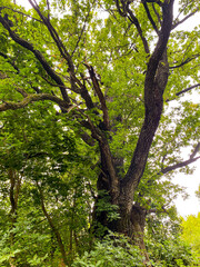 trees in the forest