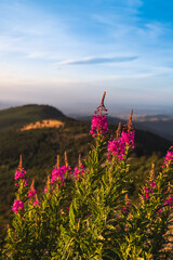 Fleur rose en moyenne montagne