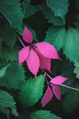 Feuilles roses au milieu de feuille vertes