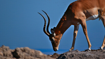Single black-faced impala antelopes (aepyceros melampus) drinking at a water hole in Kalahari...