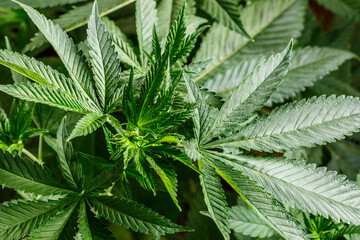 Close-up young hemp.Vegetative stage of marijuana growth. Medical marijuana. Background of cannabis...