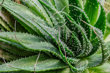 Aloe vera plant, natural organic renewal cosmetics, alternative medicine. Aloe vera is a very useful herbal medicine for skin and hair care that can be used as a treatment.