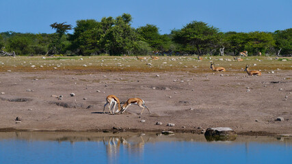 Two fighting black-faced impala antelopes (aepyceros melampus) dueling with their antlers at a waterhole with herd in background, in Kalahari desert, Etosha National Park, Namibia, Africa.