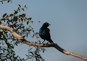 bird on a branch