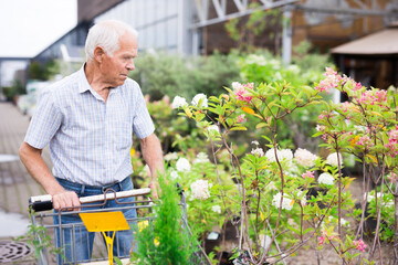 Mature man retired chooses plant for summer residence