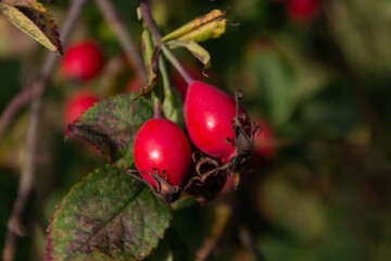 
rose hips on a branch with green leaves