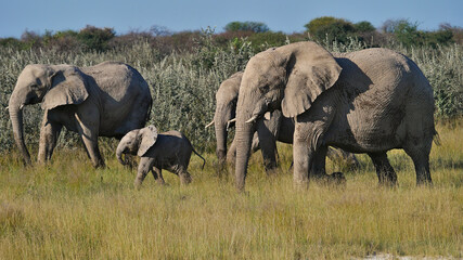 Fototapeta premium Herd of African elephants (loxodonta) with a baby walking through grass land in Kalahari desert, Etosha National Park, Namibia, Africa.