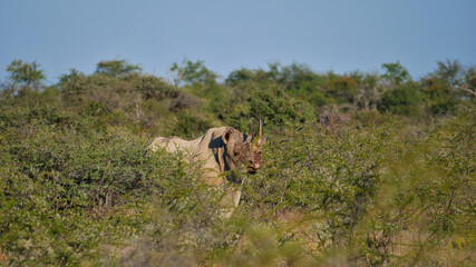 Fototapeta na wymiar Endangered species black rhinoceros (rhino, hook-lipped rhinoceros, diceros bicornis) standing between thorny bushes in Kalahari desert, Etosha National Park, Nambia, Africa.