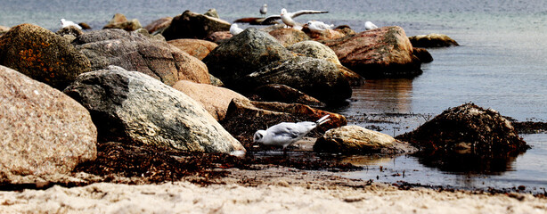 Seagulls on a beach shore with rocks and sand