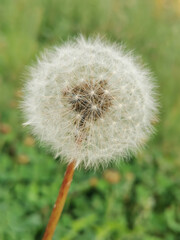 White dandelion on a green background. The seeds of the Mature flower. Selective focus