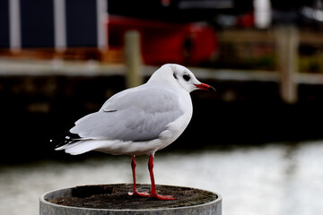 Portrait of young baby seagull standing on a wooden post with blurred background