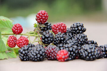 blackberries and raspberries