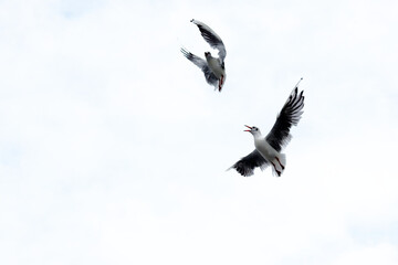 Fototapeta premium Dramatic Seagull fighting in a sky
